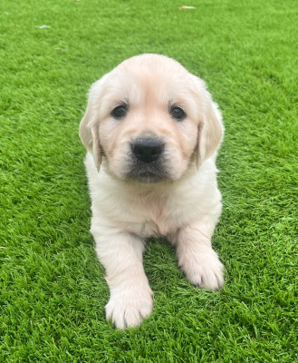 Chiot N°2