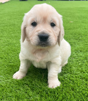 Chiot N°3