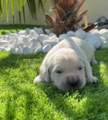 Chiot N°5