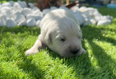 Chiot N°3