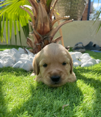 Chiot N°2