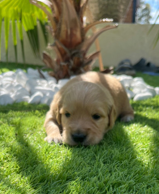 Chiot N°3
