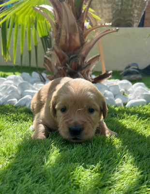 Chiot N°5