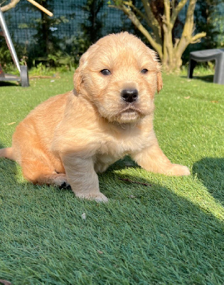 CHIOT 1