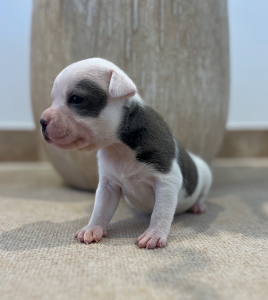 Verann Dolce - Chiots disponibles - Staffordshire Bull Terrier