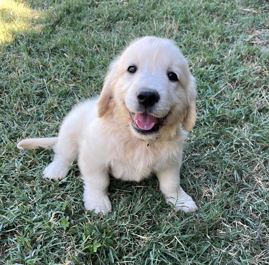 Verann Dolce - Chiots disponibles - Golden Retriever
