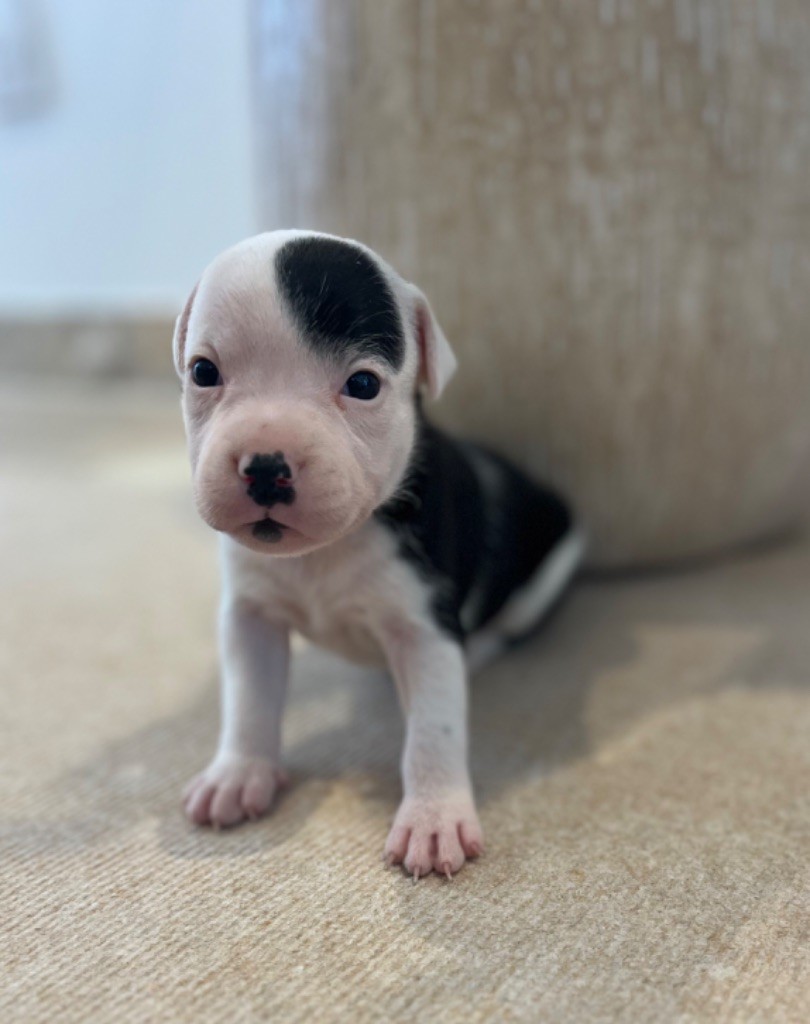 Verann Dolce - Chiots disponibles - Staffordshire Bull Terrier