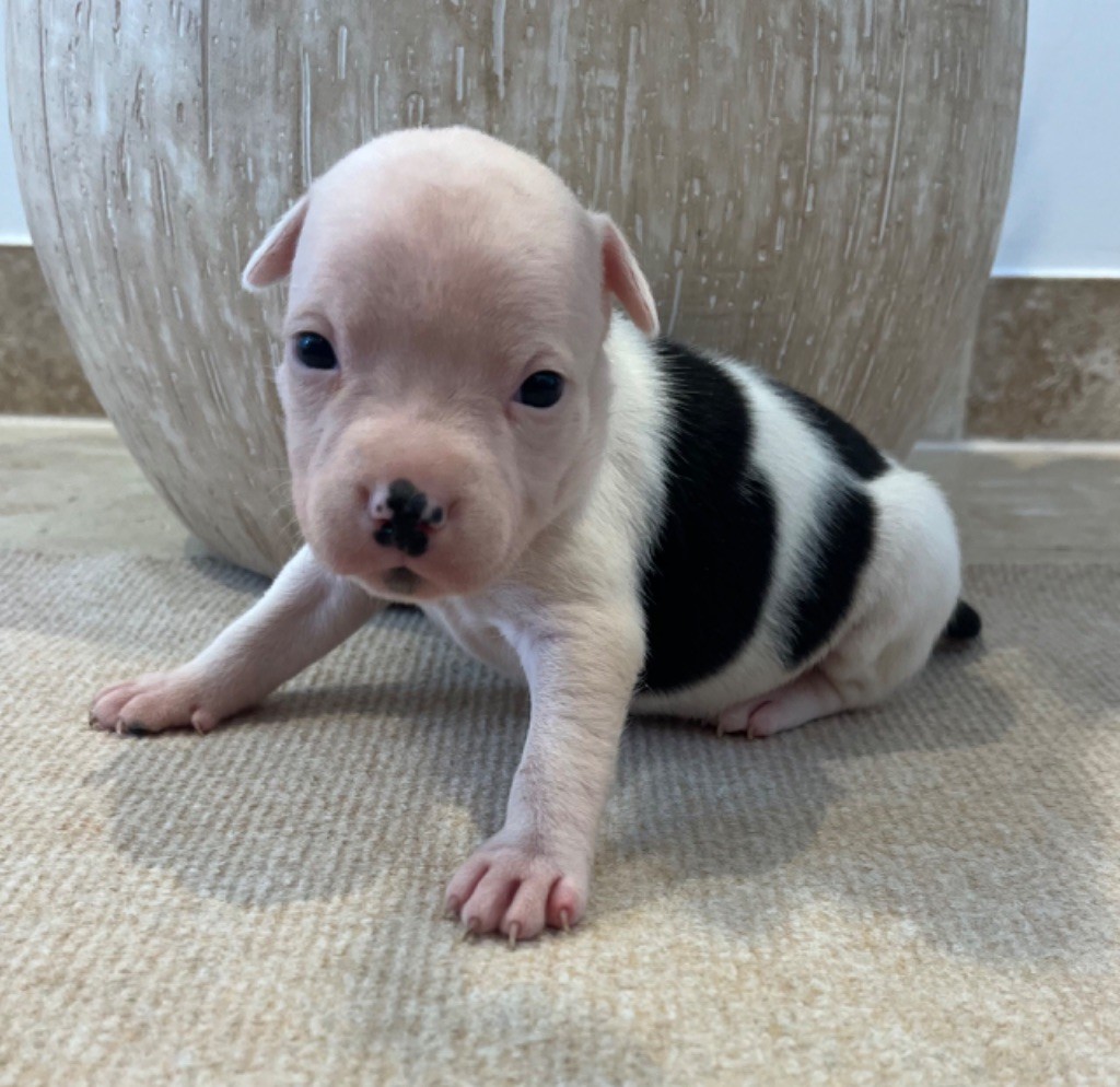 Verann Dolce - Chiots disponibles - Staffordshire Bull Terrier