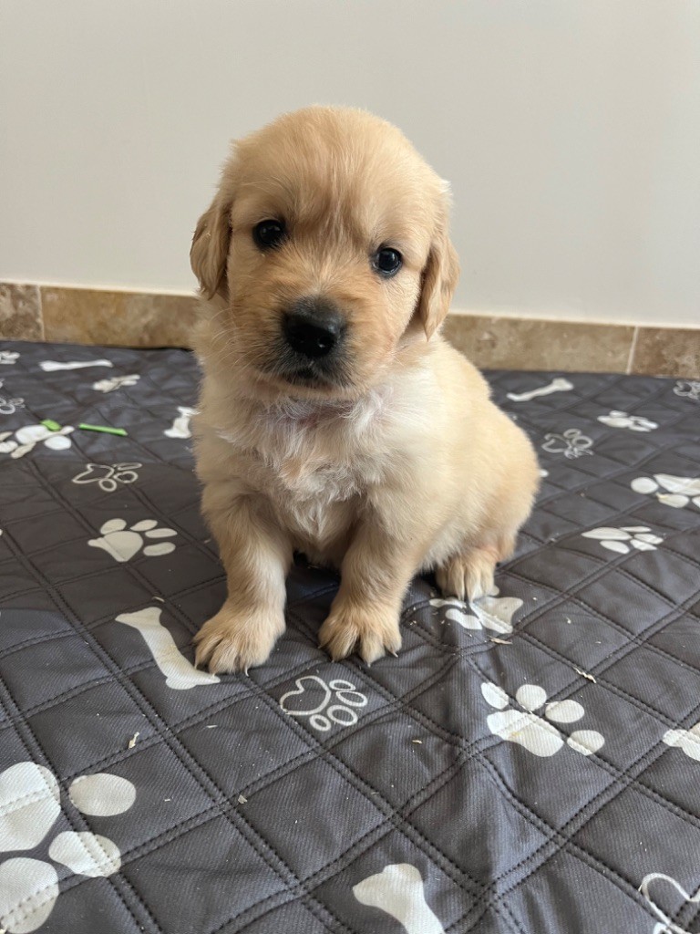 Verann Dolce - Chiots disponibles - Golden Retriever
